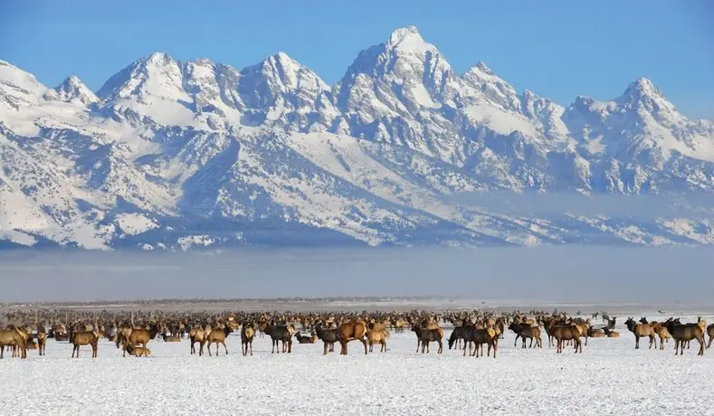 Four Seasons Resort Jackson Hole 