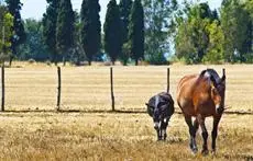 Agriturismo Podere Giulio 