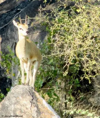 Aha Makalali Private Game Lodge 