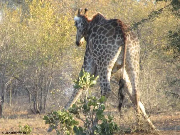 Aha Makalali Private Game Lodge 