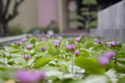 Hoi An Historic Hotel 