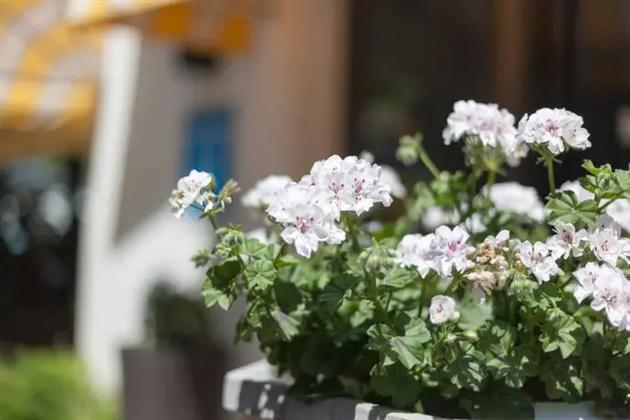 Los Geranios Soller 