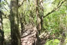 Cloud Forest Lodge 