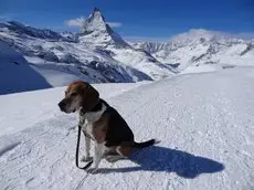 Hotel Phoenix Zermatt 