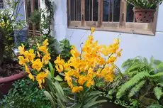 The Hoi An Orchid Garden Villas 