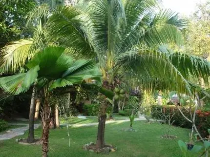 Palm Garden Resort Rawai 