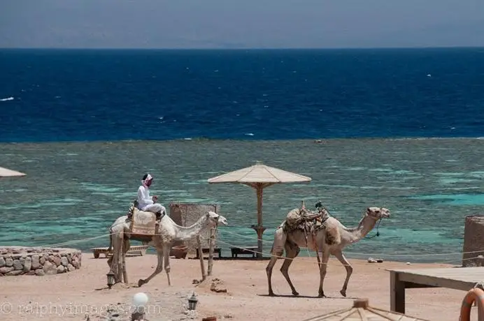 Daniela Diving Resort Dahab 