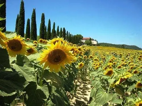 Azienda Agricola Buon Riposo 