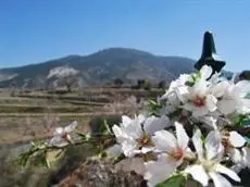 La Encina Centenaria 