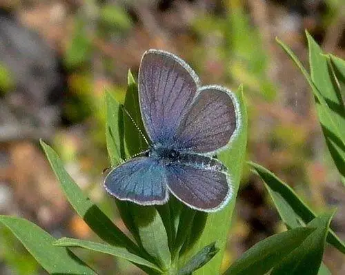 Sagres Inland - Aldeia da Pedralva 