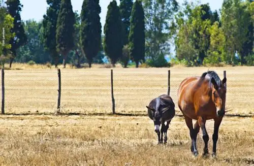 Podere Del Gesso 