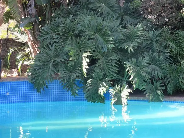 Aero Guest Lodge Swimming pool