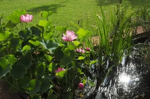 Il Giardino degli Elfi 