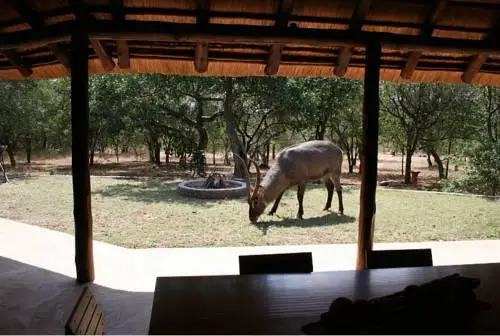 Masorini Bush Lodge