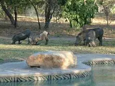 Masorini Bush Lodge 