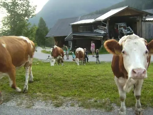 Hocheggerhof - Urlaub am Kinderbauernhof 