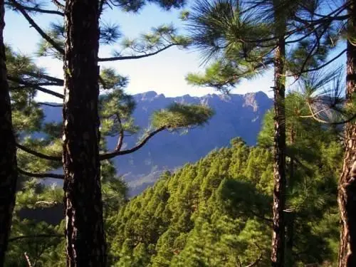 Casas Las Dos Palmeras Villas La Palma 