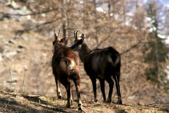 Petit Dahu 