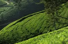 Ceylon Tea Trails 