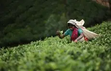 Ceylon Tea Trails 