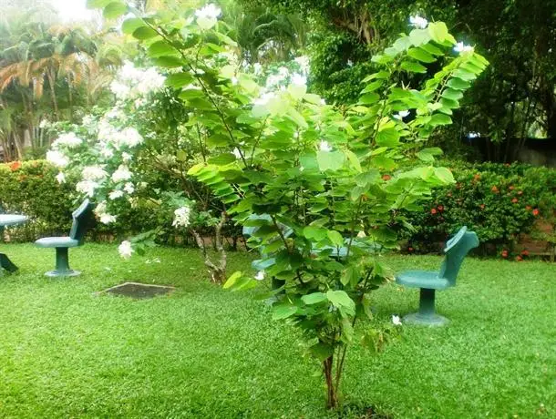 Green Garden Guest House Bentota 