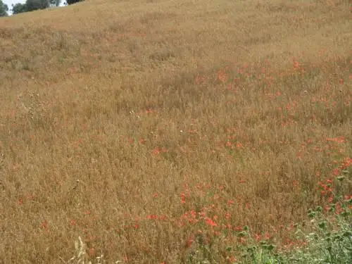 Agriturismo Cavallin Del Bufalo 