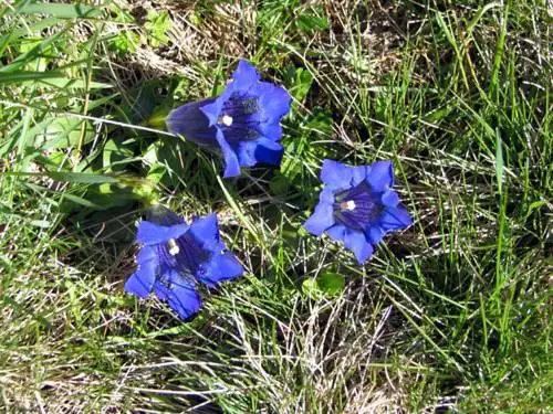 Edelweiss Matrei in Osttirol 