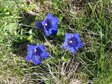 Edelweiss Matrei in Osttirol 