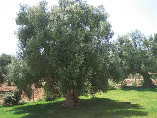 La Vigna Vecchia 