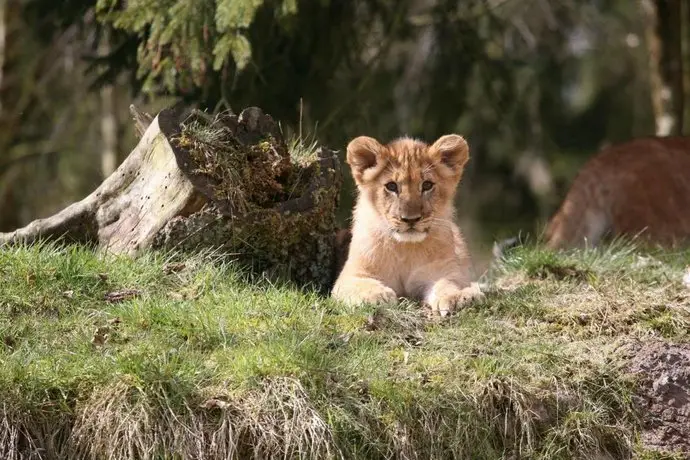 Danhostel Givskud Zoo 