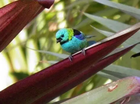 Pousada Jacaranda 