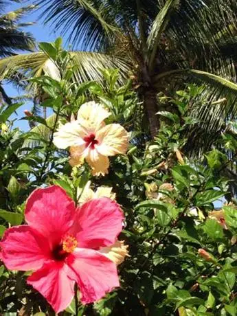 Pousada dos Hibiscus 