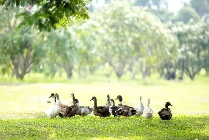 Chateau de Khaoyai Hotel & Resort 