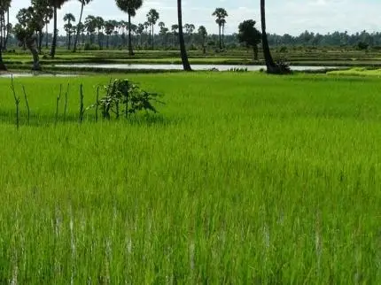 The Ricefields Hotel 