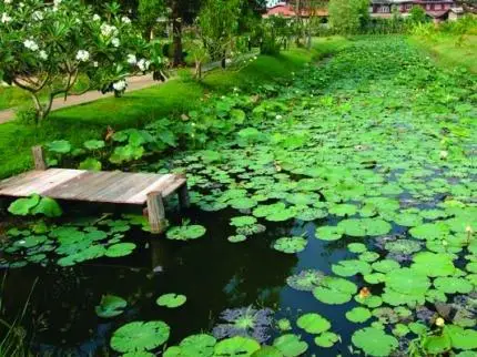 The Ricefields Hotel 