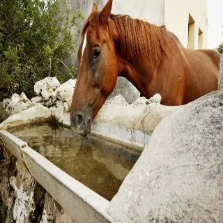 Finca Hotel Rural Predio Son Serra 