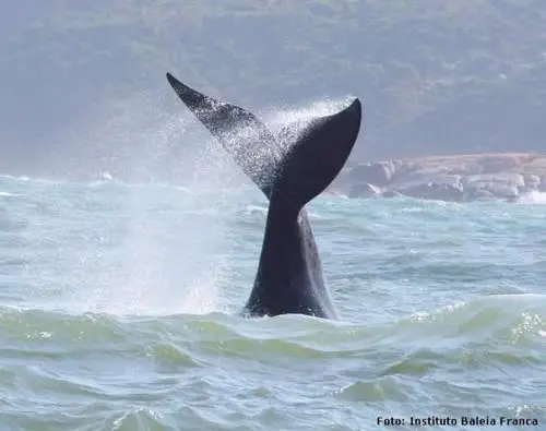 Pousada Remora 