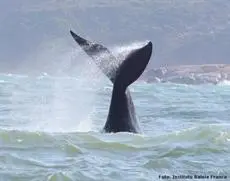 Pousada Remora 