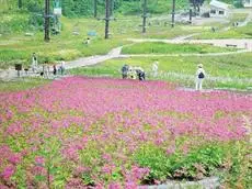 Rosenheim Hakuba 