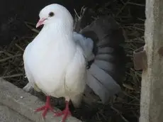 La Ferme De La Petite Noe 