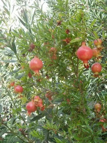 Anaxos Gardens 