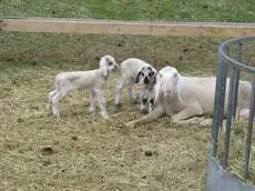 Ferienwohnungen Niederarnigerhof Familie Bauernfeind 