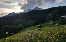 Alpengasthof - Pension Rapoldsberg 