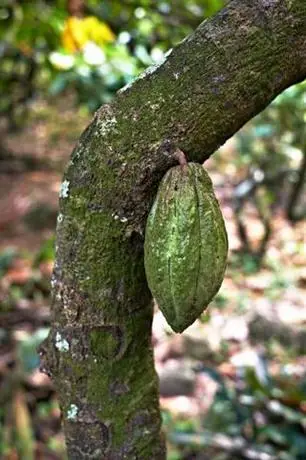 Boucan by Hotel Chocolat 