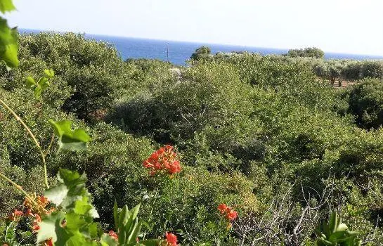 Olive Tree Cottages 