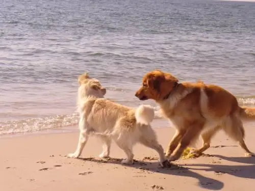 Mein Urlaub auf Sylt 