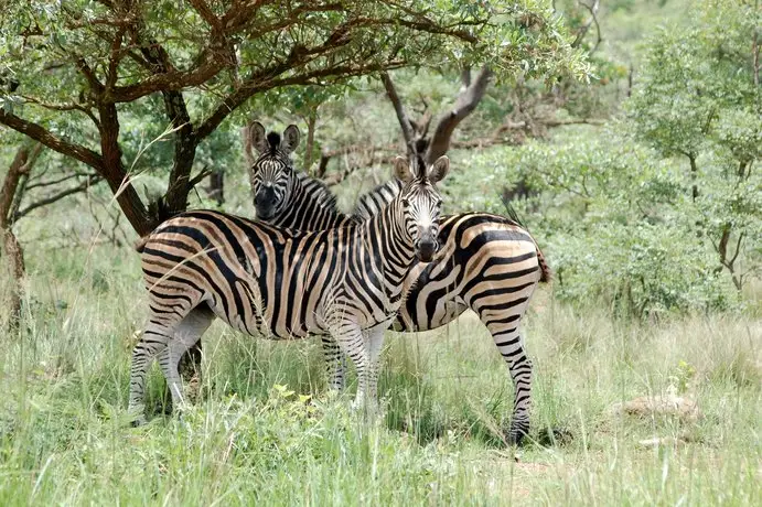 Entabeni Safari Conservancy 