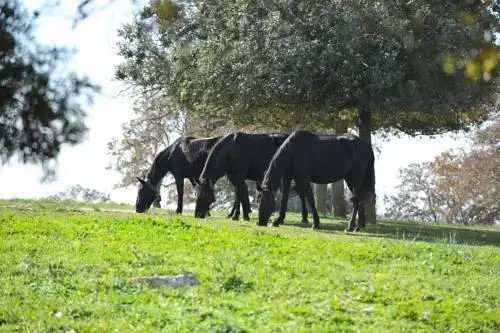 Masseria Tagliente