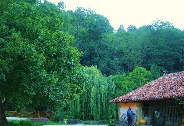 El Bosque de La Anjana 