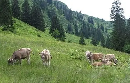 Ferienparadies Spielmannsau 